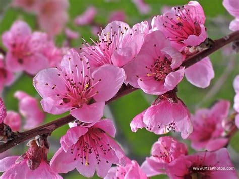 Blooming Peach Tree ♥ Peach Trees, Peach Flowers, Peach Blossoms, Cherry Blossom, Postcard Art ...