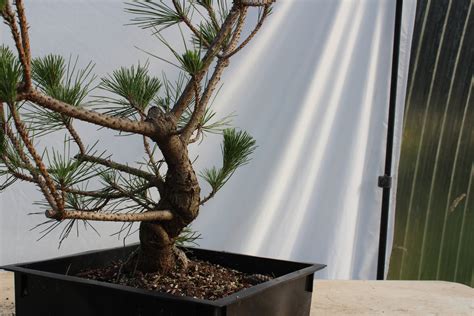 Japanese Black Pine #224 — Driftwood Bonsai