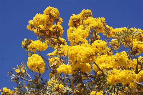 Tabebuia aurea - a photo on Flickriver