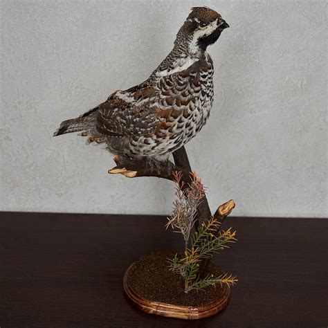 Hazel Grouse Taxidermy Bird Mount Hazel Hen Mounted Stuffed | Etsy