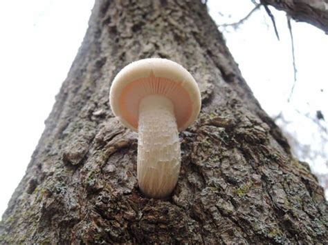 Elm Oyster Mushroom: Identification, Foraging, and Lookalikes - Mushroom Appreciation