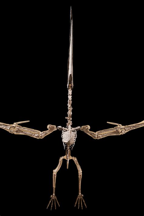 This 85 Million-Year-Old Pterodactyl Skeleton Just Sold For Nearly $4 ...