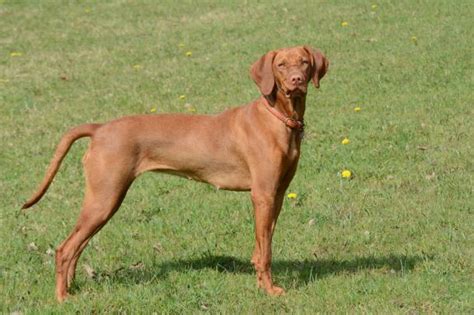 7 Popular Pointer Dog Breeds for Bird Hunting | GearJunkie