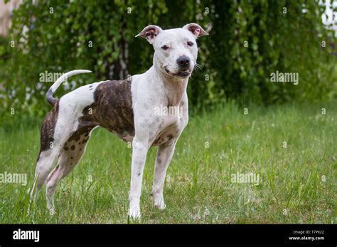 Brindle And White American Pitbull Terrier - img-napkin