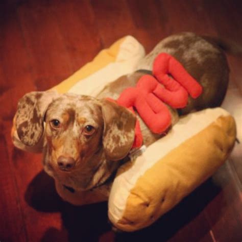 Who wore it best? Choose which weiner dog makes the best weiner – SheKnows