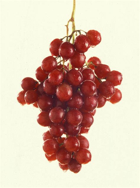 File:More grapes.jpg - 维基百科，自由的百科全书