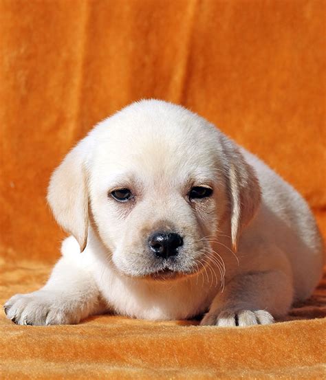 Miniature Labrador: Small Size and Dwarfism In Labs