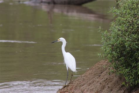 Spotting birds and wildlife during Amazon River cruise – Solo To Group ...