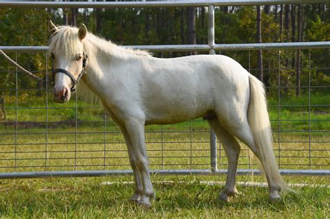 Falabella Miniature Horse