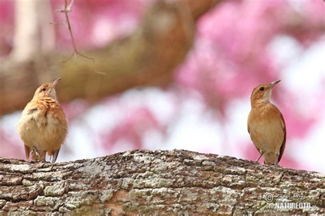 Rufous Hornero Photos, Rufous Hornero Images, Nature Wildlife Pictures ...