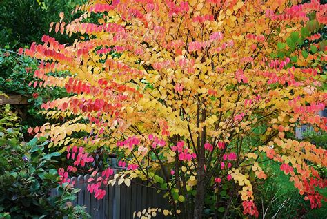 GARDEN PLANT: CERCIDIPHYLLUM JAPONICUM - Gardens ALIVE Design