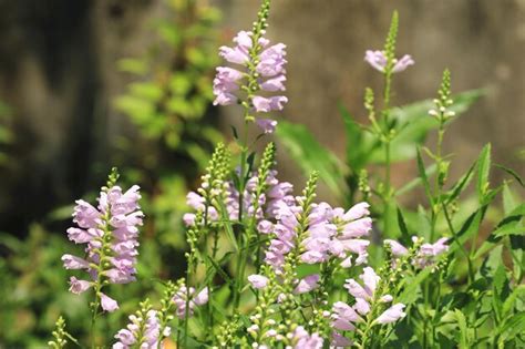 Premium Photo | Obedient plant or obedience plant or false dragonhead ...