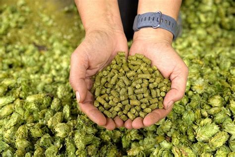 What Are Brewers' Favorite Hops in 2020? • Hop Culture