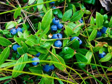 Lowbush Blueberry Information: Guide To Lowbush Blueberry Care