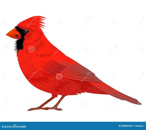 Northern Cardinal Bird Drawing Illustration Vector | CartoonDealer.com #158468213