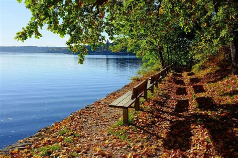 flowering tree, park bench, bench, resting, relaxing, calm, tranquil, peaceful, spring, park ...