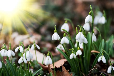 Snowdrops - Plant of the Week - Cultivation Street