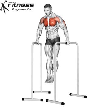 How To Do Parallel Bar Dips | Muscles Worked And Benefits