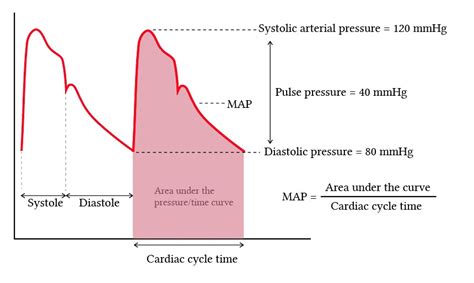 Arterial Systolic Pressure Is Most Closely Associated With ...