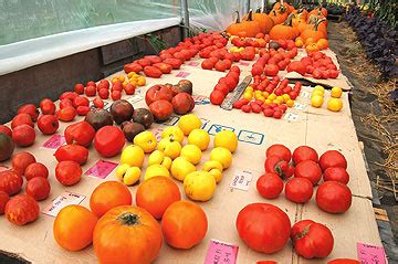 Variety Spotlight - Organic Heirloom Tomatoes! | High Mowing Organic ...