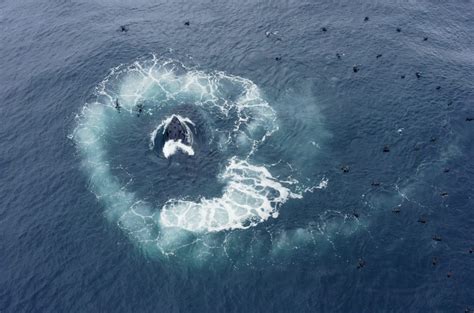 Bubble-net-feeding-Humpback-Whale-in-Tasmania | Wild Ocean Tasmania