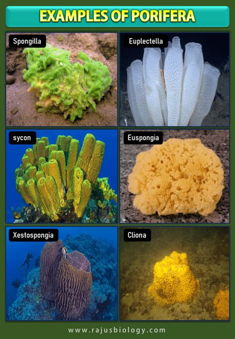 Phylum Porifera Characteristics, Classification and Examples (with Diagram) - Rajus Biology