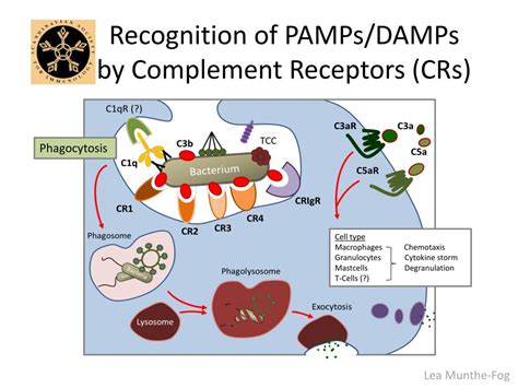 PPT - Innate Immunity -First Line of Host Defence PowerPoint ...