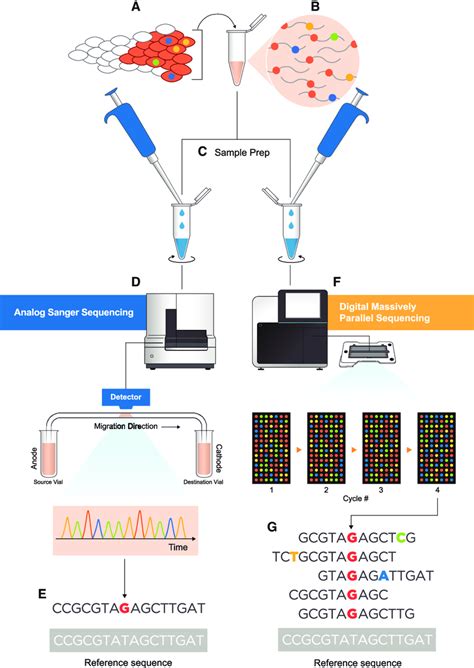 Analog vs. digital DNA sequencing. A common need in genetic toxicology... | Download Scientific ...