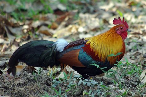 The sri Lankan jungle Fowl. (NATIONAL BIRD OF SRI LANKA)