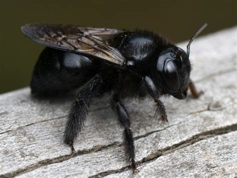 All Black Carpenter Bee : Southern Carpenter Bee (Xylocopa micans) | A ...