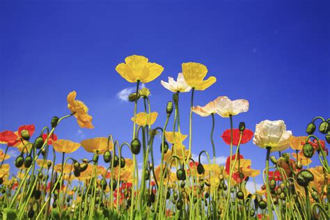 How to Create a Memorial Garden - Modern Farmer