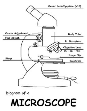 Microscopes and the Cell Theory - Mrs. Musto 7th Grade Life Science