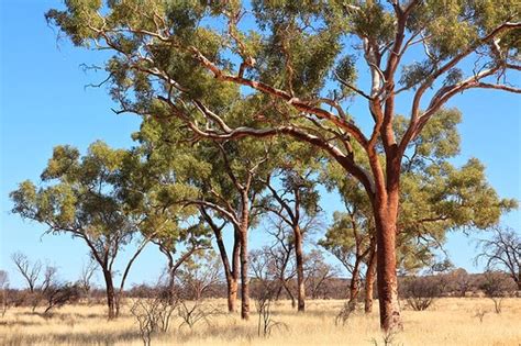 Bizarre! The Bloodwood tree - Art'einsky