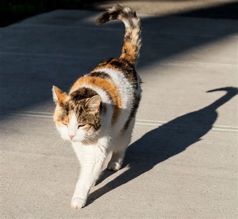 These Calico Cat Personality Traits Will Not Fail to Enchant You