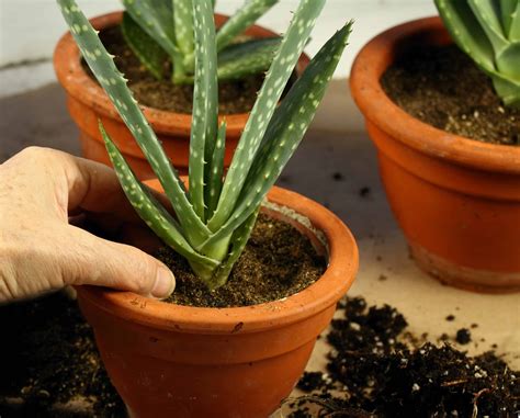 How to Grow Aloe Vera: Your Complete Guide