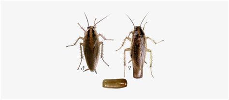 German-roach - German Cockroach Identification - Free Transparent PNG ...