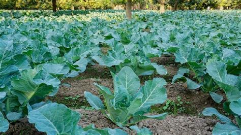 Cauliflower - Santhi Online Plants Nursery