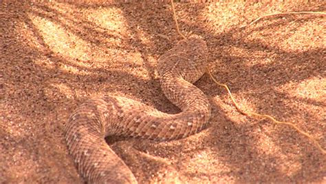 Sidewinder Snake Stock Footage Video 3550970 - Shutterstock