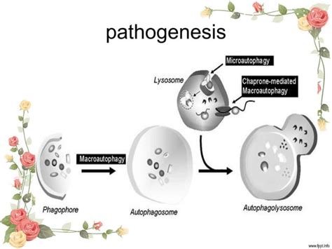 Autolysis pathology ppt