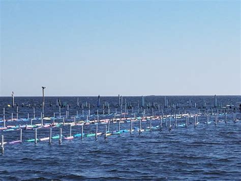 Apalachee Bay Oysters- Big Bend on the Road - Coastal Angler & The ...