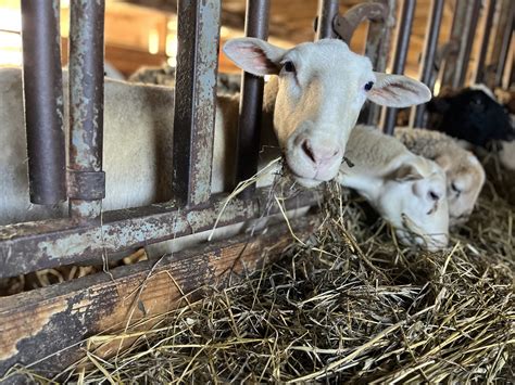 Feeding & Watering Animals in Winter | Jones Family Farm