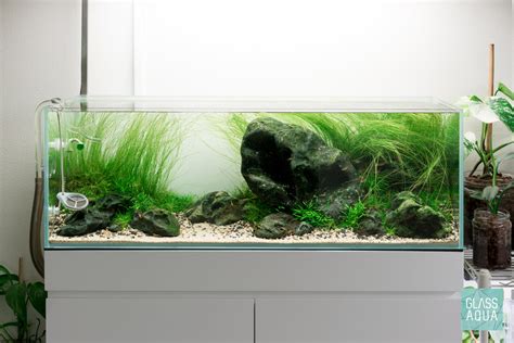 Cryptocoryne Parva Easy Carpet Aquatic Aquarium Plant – Glass Aqua