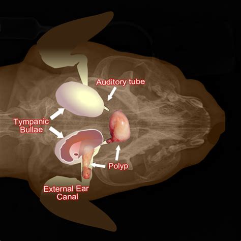 20 Top Photos Cat Nasal Polyps Symptoms : Veterinary Continuing Education (CE) Podcasts ...