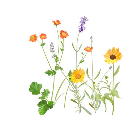 Wild flowers. Vector graphics :: Behance