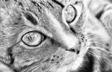 Cat face- Pencil drawing by Pyrcias on DeviantArt