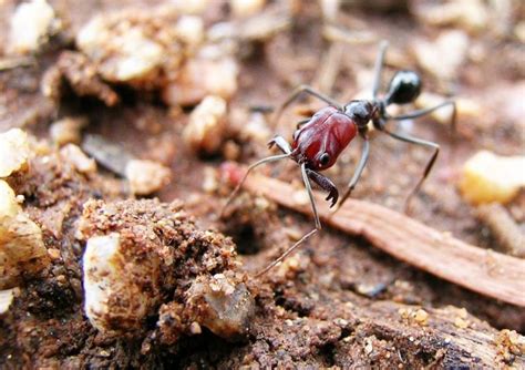 Trap Jaw Ant species Odontomachus bauri. Facts, Identification