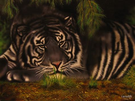 "maltese tiger" by carss66 | Redbubble