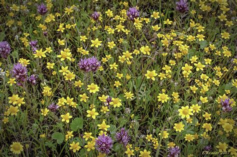 Wildflowers: Goldfields and Purple Owl's Clover | Edgewood C… | Flickr