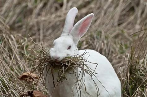 What You Need to Do When Your Rabbit Is On Its Gestation Period? | Here Bunny