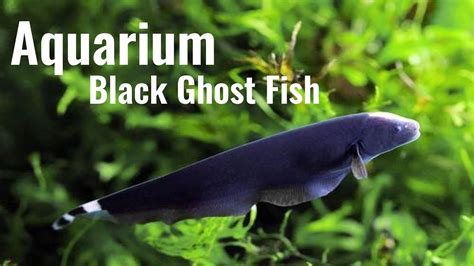 Black Ghost Fish Aquarium available to buy in india | Knife fish - YouTube